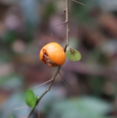 Pittosporum multiflorum at Twelve Mile Peg, NSW - 10 Aug 2024 01:06 PM