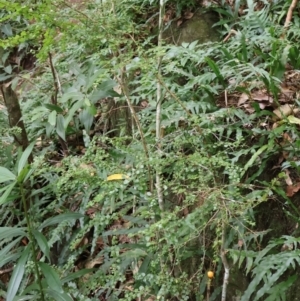 Pittosporum multiflorum at Twelve Mile Peg, NSW - 10 Aug 2024 01:06 PM