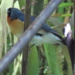 Symposiachrus trivirgatus at Tam O'Shanter, QLD - 13 Aug 2024 11:24 AM