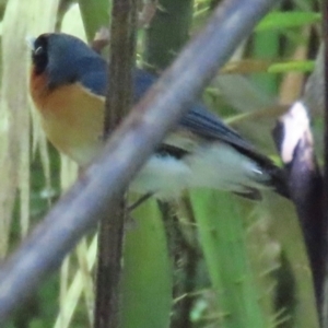 Symposiachrus trivirgatus at Tam O'Shanter, QLD - 13 Aug 2024 11:24 AM