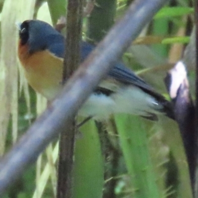 Symposiachrus trivirgatus (Spectacled Monarch) at Tam O'Shanter, QLD - 13 Aug 2024 by lbradley