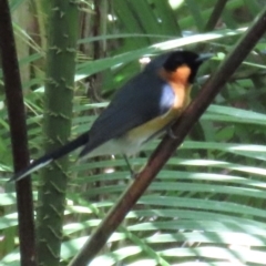 Symposiachrus trivirgatus at Tam O'Shanter, QLD - 13 Aug 2024 11:24 AM