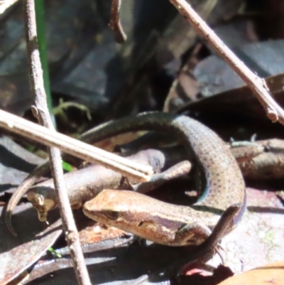 Carlia rubrigularis (Northern Red-throated Skink) at Tam O'Shanter, QLD - 13 Aug 2024 by lbradley