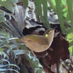 Meliphaga notata (Yellow-spotted Honeyeater) at Tam O'Shanter, QLD - 13 Aug 2024 by lbradley