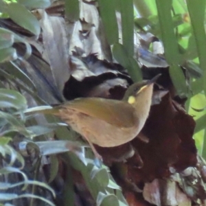 Meliphaga notata at Tam O'Shanter, QLD - 13 Aug 2024