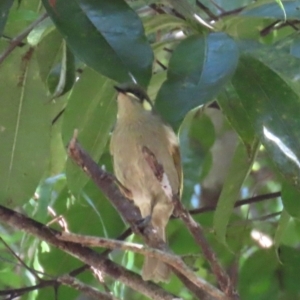 Meliphaga notata at Tam O'Shanter, QLD - 13 Aug 2024