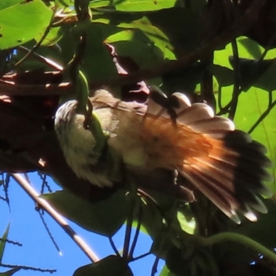 Rhipidura rufifrons (Rufous Fantail) at Tam O'Shanter, QLD - 13 Aug 2024 by lbradley