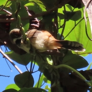 Rhipidura rufifrons at Tam O'Shanter, QLD - 13 Aug 2024