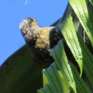 Xanthotis macleayanus at Tam O'Shanter, QLD - 13 Aug 2024 10:42 AM