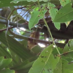 Xanthotis macleayanus at Tam O'Shanter, QLD - 13 Aug 2024