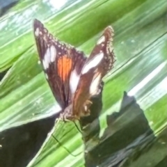 Hypolimnas bolina (Varied Eggfly) at Tam O'Shanter, QLD - 13 Aug 2024 by lbradley