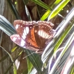 Hypolimnas bolina at Tam O'Shanter, QLD - 13 Aug 2024 12:23 PM
