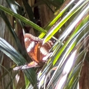 Hypolimnas bolina at Tam O'Shanter, QLD - 13 Aug 2024 12:23 PM