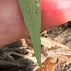 Exallage lapeyrousei at Tam O'Shanter, QLD - 13 Aug 2024 12:07 PM