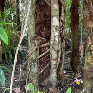 Ficus sp. at Tam O'Shanter, QLD - 13 Aug 2024