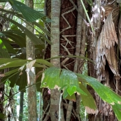 Ficus sp. at Tam O'Shanter, QLD - 13 Aug 2024