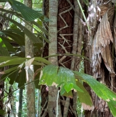 Ficus sp. at Tam O'Shanter, QLD - 13 Aug 2024 11:54 AM
