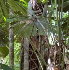 Ficus sp. at Tam O'Shanter, QLD - 13 Aug 2024