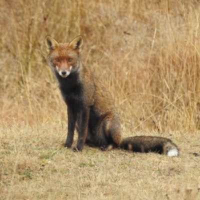 Vulpes vulpes (Red Fox) at Kambah, ACT - 12 Aug 2024 by HelenCross