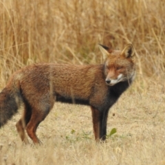 Vulpes vulpes at Kambah, ACT - 13 Aug 2024 09:03 AM