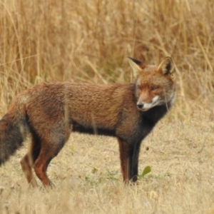 Vulpes vulpes at Kambah, ACT - 13 Aug 2024 09:03 AM