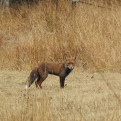 Vulpes vulpes at Kambah, ACT - 13 Aug 2024 09:03 AM