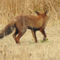 Vulpes vulpes at Kambah, ACT - 13 Aug 2024 09:03 AM