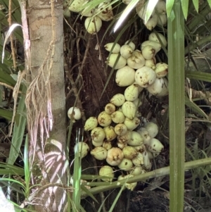 Syzygium cormiflorum at Tam O'Shanter, QLD - 13 Aug 2024