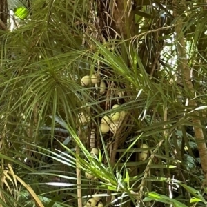 Syzygium cormiflorum at Tam O'Shanter, QLD - 13 Aug 2024