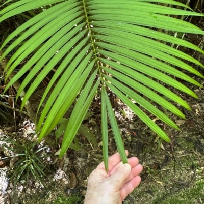 Calamus moti (Large Lawyer Cane) at Tam O'Shanter, QLD - 13 Aug 2024 by lbradley