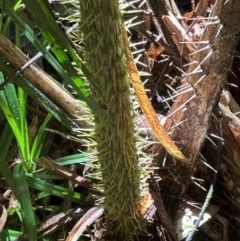 Calamus moti at Tam O'Shanter, QLD - 13 Aug 2024