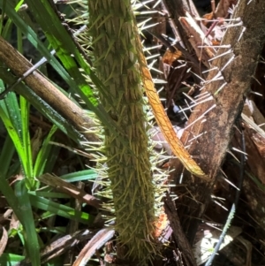 Calamus moti at Tam O'Shanter, QLD - 13 Aug 2024 11:41 AM