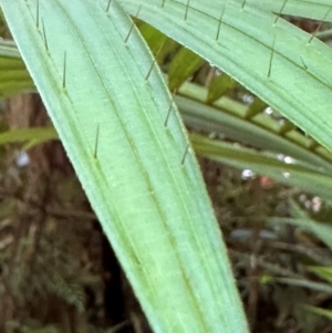 Calamus moti at Tam O'Shanter, QLD - 13 Aug 2024 11:41 AM