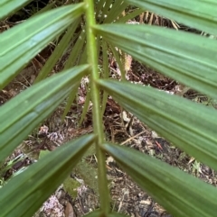 Calamus moti at Tam O'Shanter, QLD - 13 Aug 2024