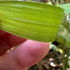 Calamus moti at Tam O'Shanter, QLD - 13 Aug 2024 11:41 AM