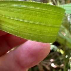 Calamus moti at Tam O'Shanter, QLD - 13 Aug 2024