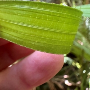 Calamus moti at Tam O'Shanter, QLD - 13 Aug 2024