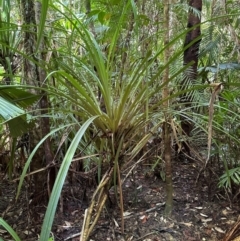 Benstonea monticola at Tam O'Shanter, QLD - 13 Aug 2024