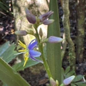 Dianella caerulea var. vannata at Tam O'Shanter, QLD - 13 Aug 2024