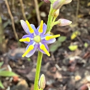 Dianella caerulea var. vannata at Tam O'Shanter, QLD - 13 Aug 2024