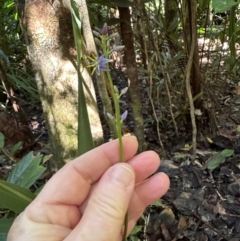 Dianella caerulea var. vannata at Tam O'Shanter, QLD - 13 Aug 2024 10:31 AM