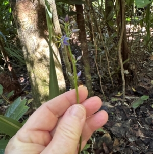 Dianella caerulea var. vannata at Tam O'Shanter, QLD - 13 Aug 2024