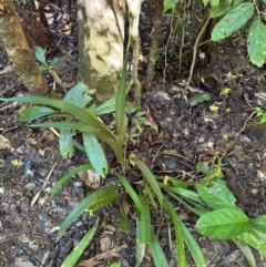 Dianella caerulea var. vannata at Tam O'Shanter, QLD - 13 Aug 2024