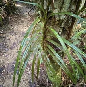 Freycinetia excelsa at Tam O'Shanter, QLD - 13 Aug 2024