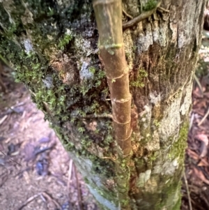 Freycinetia excelsa at Tam O'Shanter, QLD - 13 Aug 2024 10:24 AM