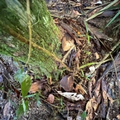 Freycinetia excelsa at Tam O'Shanter, QLD - 13 Aug 2024 10:24 AM