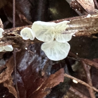 Campanella etc at Tam O'Shanter, QLD - 13 Aug 2024 by lbradley