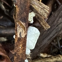 Campanella etc at Tam O'Shanter, QLD - 13 Aug 2024 10:18 AM