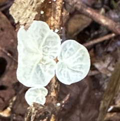 Campanella etc at Tam O'Shanter, QLD - 13 Aug 2024 10:18 AM