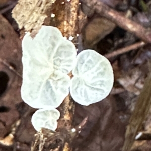 Campanella etc at Tam O'Shanter, QLD - 13 Aug 2024 10:18 AM